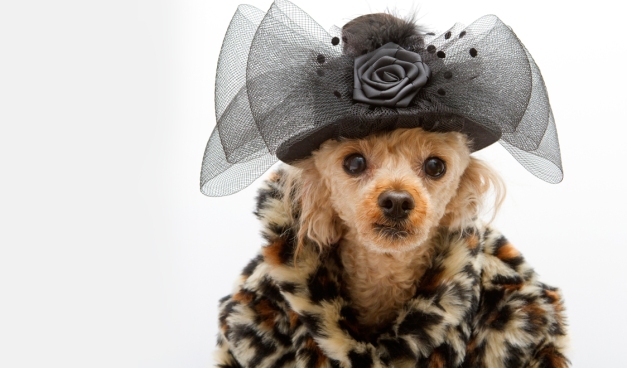 luxury-dog-coats-online